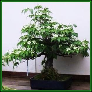 Cornus kousa var chinensis - Chinese Dogwood Bonsai Seeds + FREE Gifts Seeds + Bonsai eBook, NEW