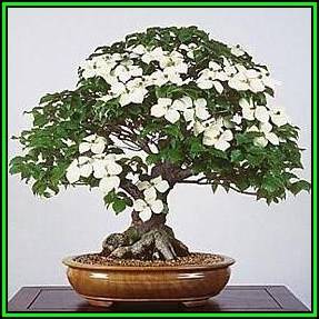 Cornus kousa var chinensis - Chinese Dogwood Bonsai Seeds + FREE Gifts Seeds + Bonsai eBook, NEW