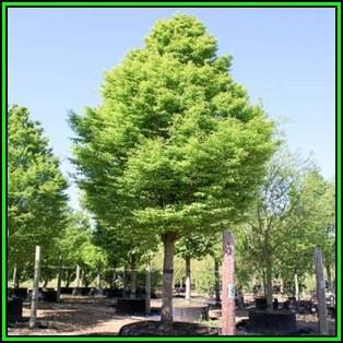 Carpinus betulus - European Hornbeam - 50 Seeds - Tree or Shrub, NEW