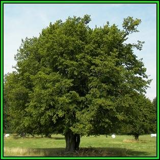 Carpinus betulus - European Hornbeam - 50 Seeds - Tree or Shrub, NEW