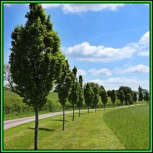 Carpinus betulus - European Hornbeam - 50 Seeds - Tree or Shrub, NEW