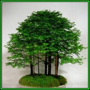 Metasequoia glyptostroboides - Dawn Redwood Bonsai - 10 Seeds + FREE Gifts Seeds + Bonsai eBook, NEW