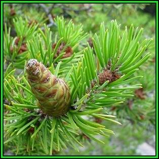 Pinus banksiana Seeds - Jack Pine Tree or Shrub, NEW