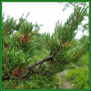 Pinus banksiana Seeds - Jack Pine Tree or Shrub, NEW