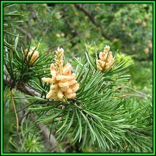 Pinus banksiana Seeds - Jack Pine Tree or Shrub, NEW