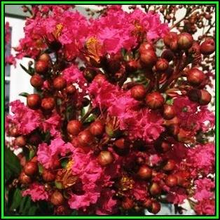 Lagerstroemia indica - 50 Bulk Seeds - Crape Myrtle Tree or Shrub, NEW
