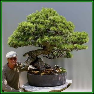 Pinus mugo - Mugo Pine Bonsai Seeds + FREE Gifts Seeds + Bonsai eBook, NEW
