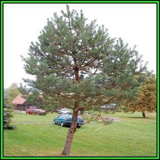 Pinus sylvestris - 10 Seeds - Scots Pine, Red Fir Tree or Shrub, NEW