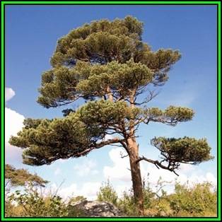 Pinus sylvestris - 10 Seeds - Scots Pine, Red Fir Tree or Shrub, NEW