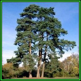 Pinus sylvestris - 10 Seeds - Scots Pine, Red Fir Tree or Shrub, NEW