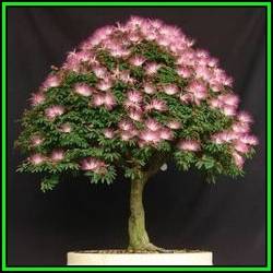 Albizia julibrissin - Persian Silk Bonsai Seeds + FREE Gifts Seeds + Bonsai eBook, NEW