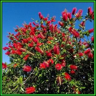 Callistemon citrinus Seeds - Crimson Bottlebrush Tree or Shrub, NEW