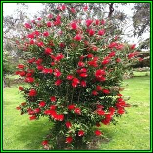Callistemon citrinus Seeds - Crimson Bottlebrush Tree or Shrub, NEW