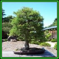 Cupressus macrocarpa - Monterey Cypress Bonsai Seeds + FREE Gifts Seeds + Bonsai eBook, NEW