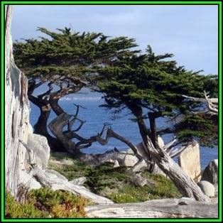 Cupressus macrocarpa - 10 Seeds - Monterey Cypress Tree or Shrub, NEW