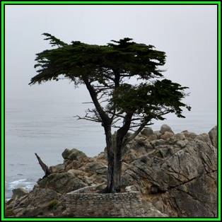 Cupressus macrocarpa - 10 Seeds - Monterey Cypress Tree or Shrub, NEW