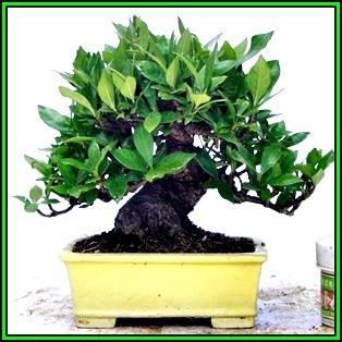 Gardenia jasminoides - Cape Jasmine Bonsai Seeds + FREE Gifts Seeds + Bonsai eBook, NEW