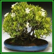 Gardenia jasminoides - Cape Jasmine Bonsai Seeds + FREE Gifts Seeds + Bonsai eBook, NEW