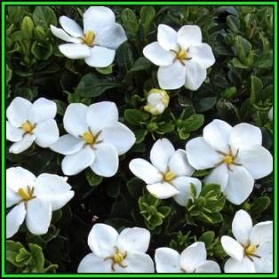 Gardenia jasminoides Seeds - Cape Jasmine Tree or Shrub, NEW