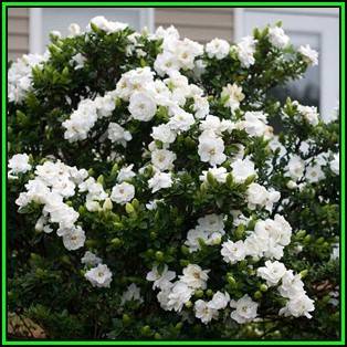 Gardenia jasminoides Seeds - Cape Jasmine Tree or Shrub, NEW