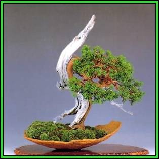Juniperus chinensis - Chinese Juniper Bonsai - 10 Seeds + FREE Gifts Seeds + Bonsai eBook, NEW