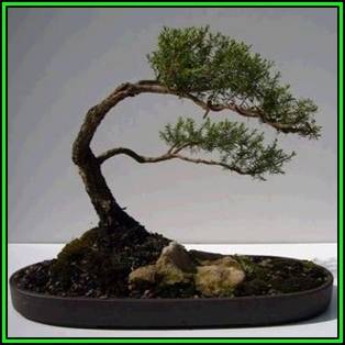 Kunzea ambigua - Electric White Bonsai - 10 Seeds + FREE Gifts Seeds + Bonsai eBook, NEW
