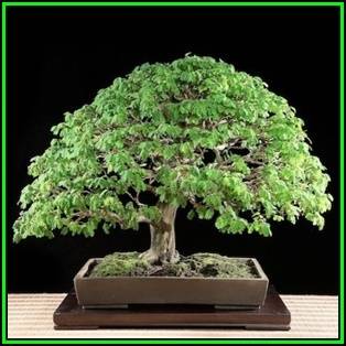 Samanea saman - Monkeypod or Rain Tree Bonsai Seeds + FREE Gifts Seeds + Bonsai eBook, NEW