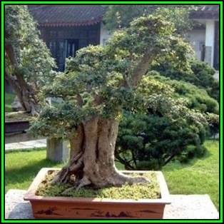 Sophora japonica - Japanese Pagoda Tree Bonsai - 10 Seeds + FREE Gifts Seeds + Bonsai eBook, NEW
