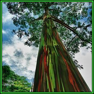 Eucalyptus deglupta Seeds - Rainbow Eucalyptus, Mindanao Gum or Rainbow Gum Tree, NEW