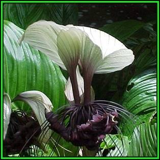 Giant White Batflower - 5 Tacca integrifolia Seeds + GIFTS - Exotic Indoor Bulb Seeds from Africa