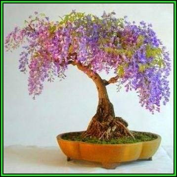 Bolusanthus speciosus - Tree Wisteria -10 Seed Pack- Indigenous +FREE Bonsai EBook + FREE Seeds, New