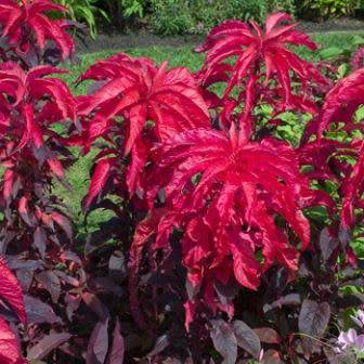 20 Amaranthus gangeticus Molten Fire Seeds - Exotic Annual