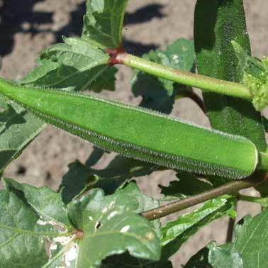 20 Okra Vegetable Seeds - Abelmoschus esculentus Seeds