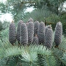 Abies concolor - 10 Seeds - White Fir Tree or Shrub, NEW