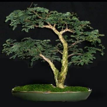 Senegalia burkei / Acacia burkei Bonsai Seeds + FREE Bonsai eBook - Combined Worldwide Shipping