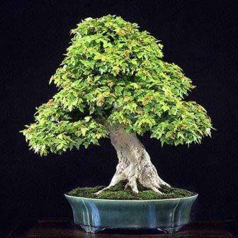 Acer buergerianum - Trident Maple Bonsai - 10 Seeds + FREE Gifts Seeds + Bonsai eBook, NEW