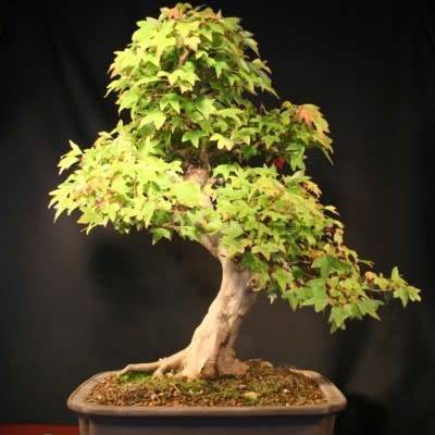 Acer buergerianum - Trident Maple Bonsai - 10 Seeds + FREE Gifts Seeds + Bonsai eBook, NEW