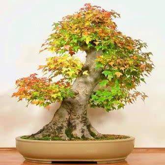 Acer buergerianum - Trident Maple Bonsai - 10 Seeds + FREE Gifts Seeds + Bonsai eBook, NEW