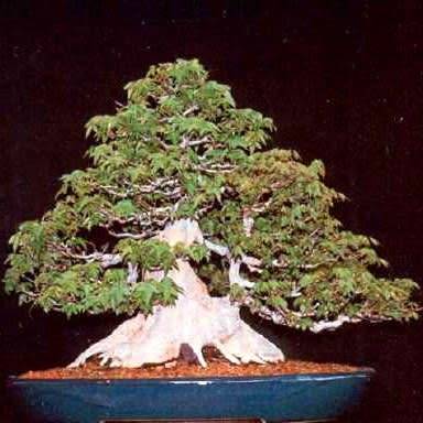 Acer buergerianum - Trident Maple Bonsai - 10 Seeds + FREE Gifts Seeds + Bonsai eBook, NEW