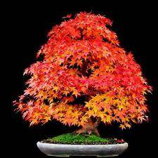 Acer pseudosieboldianum Bonsai - 5 Seeds - Korean Maple + FREE Gifts Seeds + Bonsai eBook, NEW
