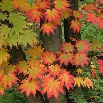 Acer pseudosieboldianum Bonsai - 5 Seeds - Korean Maple + FREE Gifts Seeds + Bonsai eBook, NEW