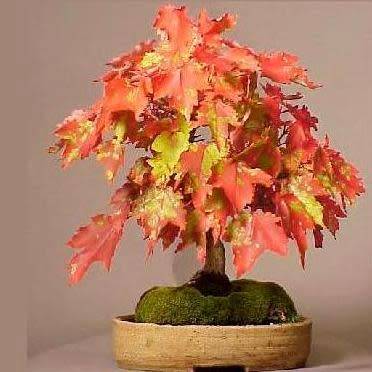 Acer rubrum - Red Maple, Red Swamp Maple Bonsai - 5 Seeds + FREE Gifts Seeds + Bonsai eBook, NEW