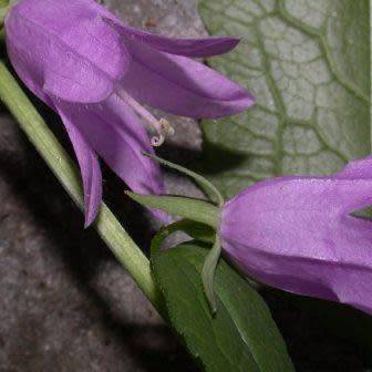 Adenophora liliifolia - Lilyleaf Ladybells - 10 Seed Pack - Exotic Perennial -Global Shipping- New