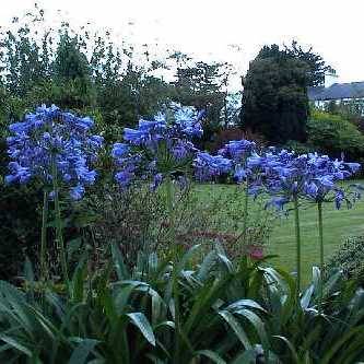 Agapanthus caulescens - 5 Seed Pack - South African Indigenous Perennial Bulb - New