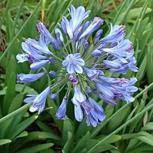 Agapanthus caulescens - 5 Seed Pack - South African Indigenous Perennial Bulb - New