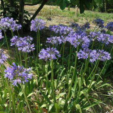 Agapanthus caulescens - 5 Seed Pack - South African Indigenous Perennial Bulb - New