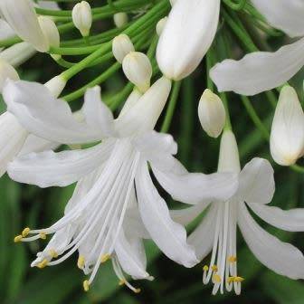Agapanthus praecox ssp. orientalis Tall White - 5 Seed Pack - Indigenous Perennial Bulb