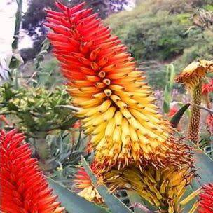 Aloe africana Seeds - African Aloe - Indigenous Aloe Succulent - Worldwide Shipping - NEW