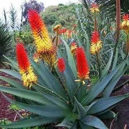 Aloe africana Seeds - African Aloe - Indigenous Aloe Succulent - Worldwide Shipping - NEW