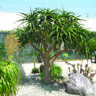 Aloe barberae -Tree Aloe - 5 Seed Pack - Indigenous Succulent - Worldwide Shipping, NEW